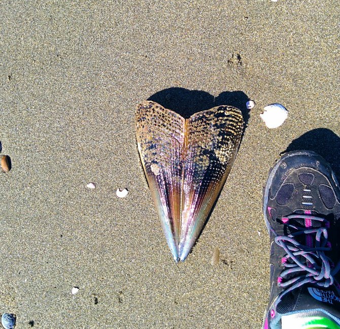 Motueka Massive Shell