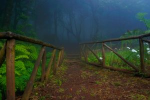 Madeira Forest Fog