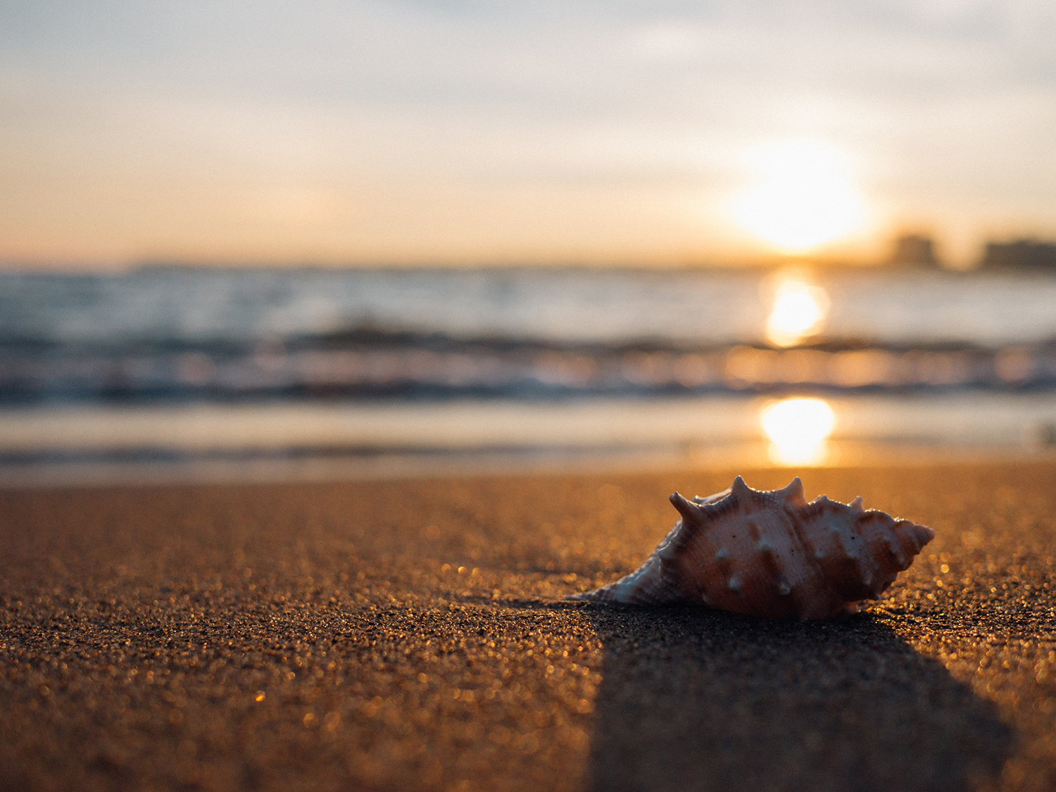 mamaia seaside shell