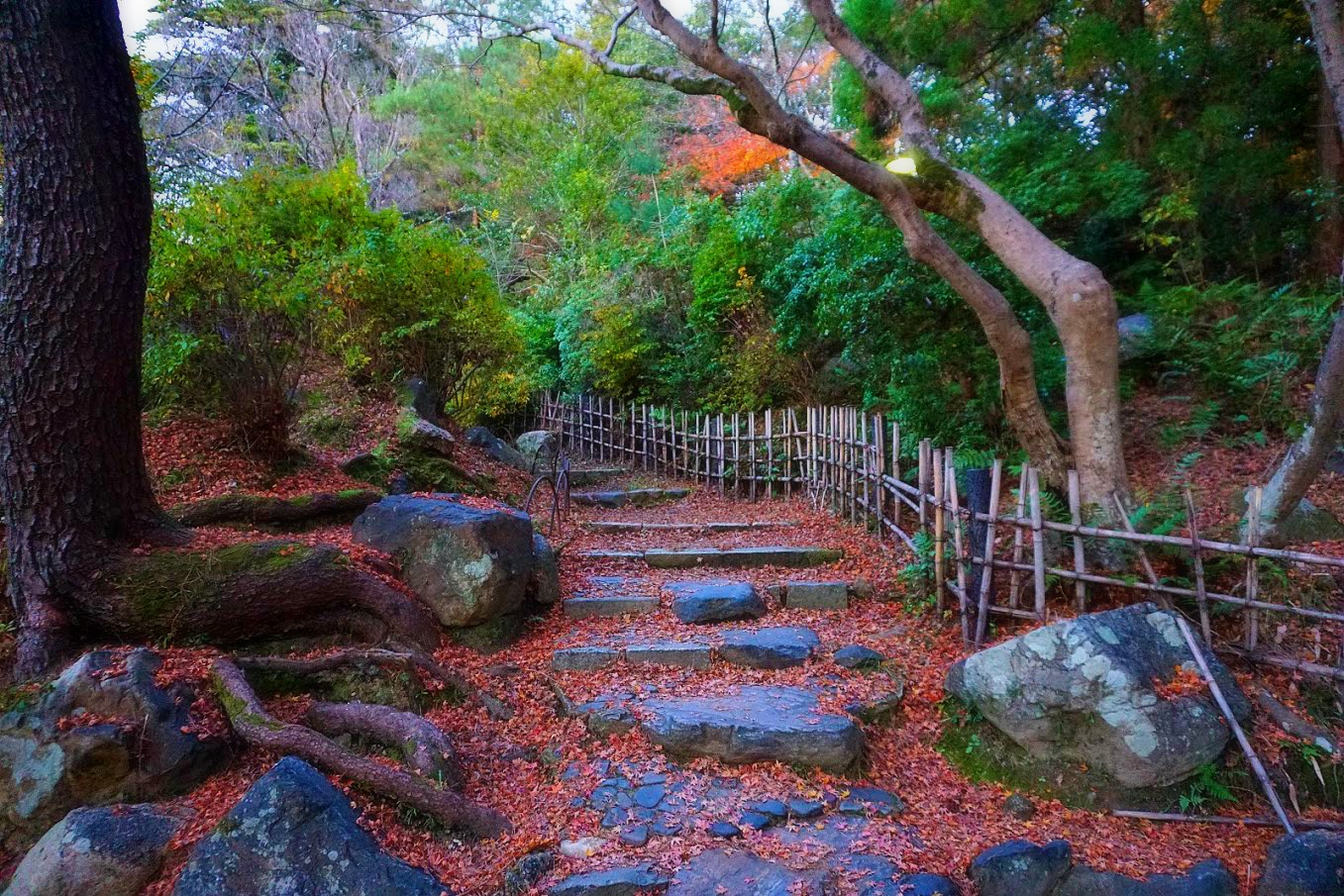 Maple Leaves Kyoto