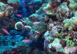 Marine Life dive Seychelles