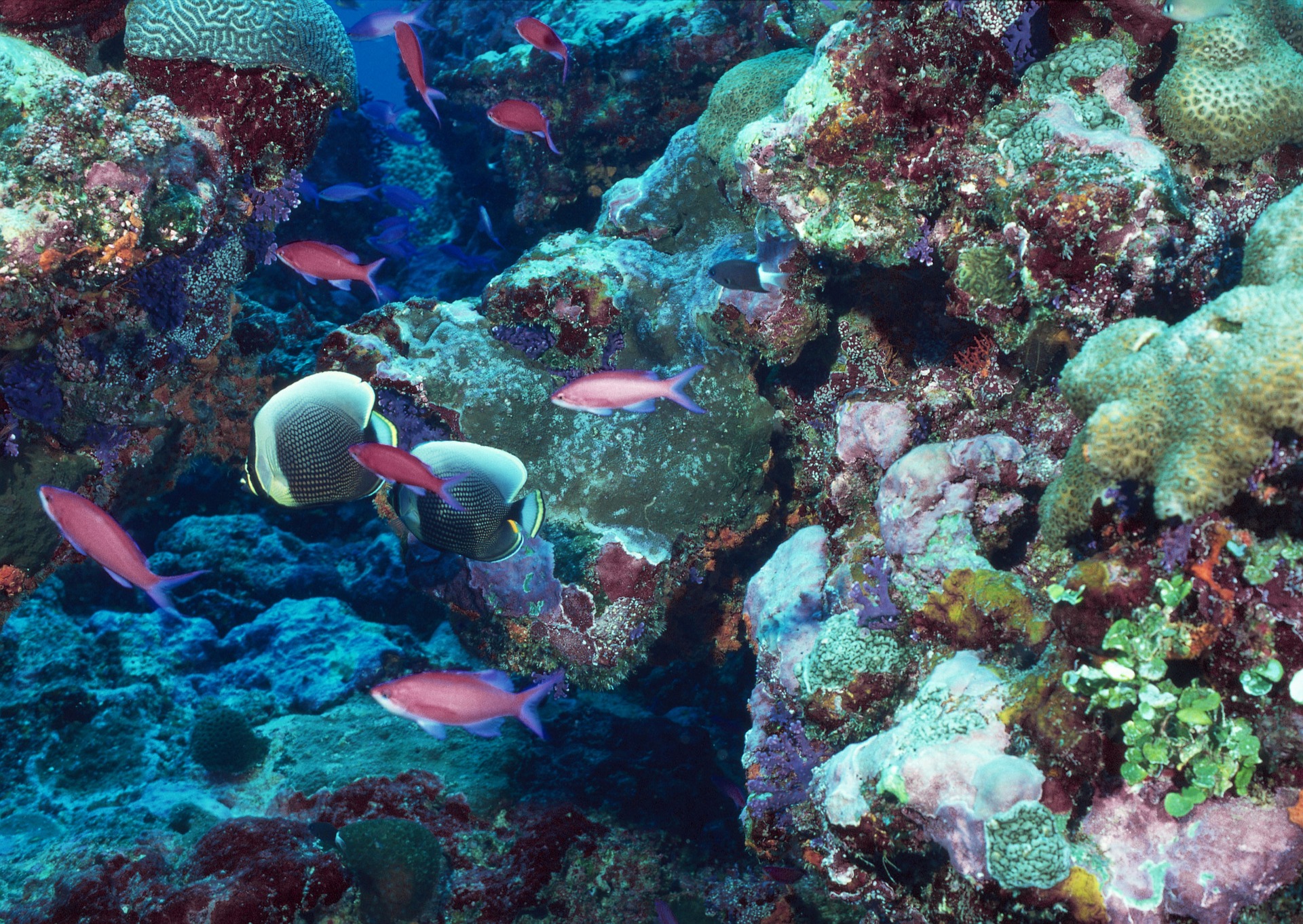 Marine Life dive Seychelles Marine Life dive Seychelles