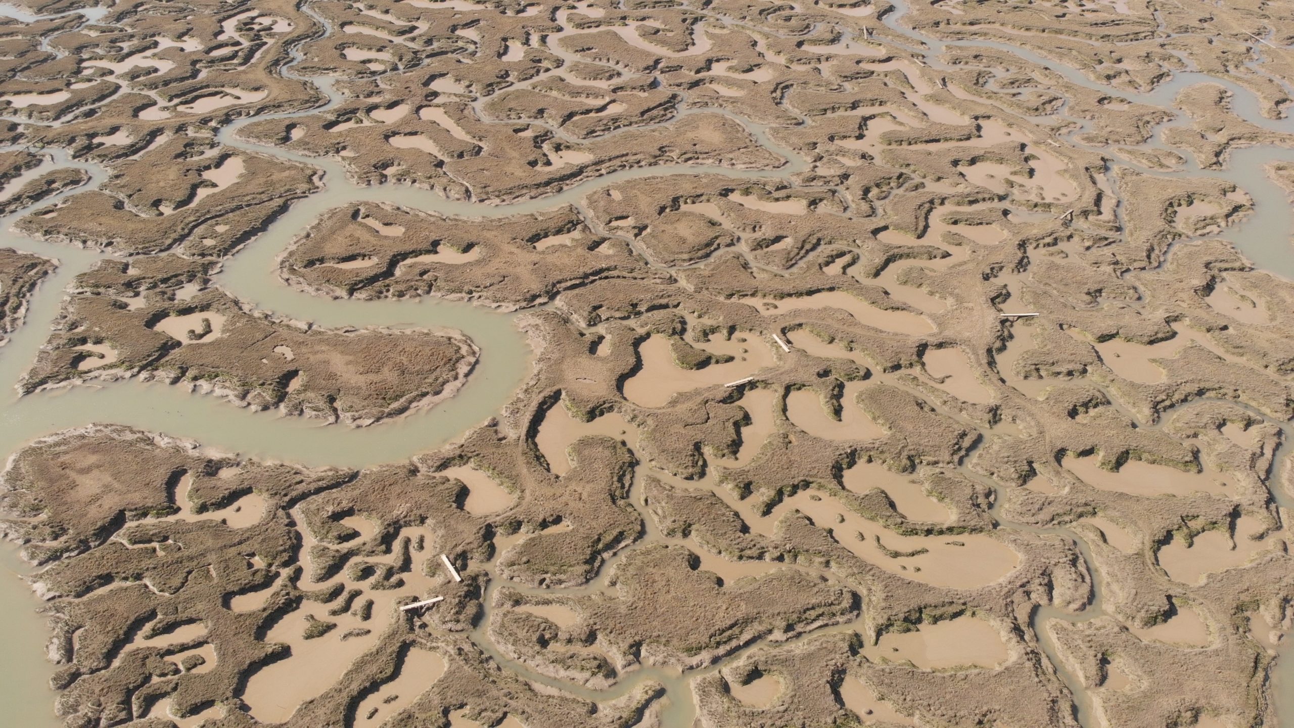 Marshes at the black water estuary