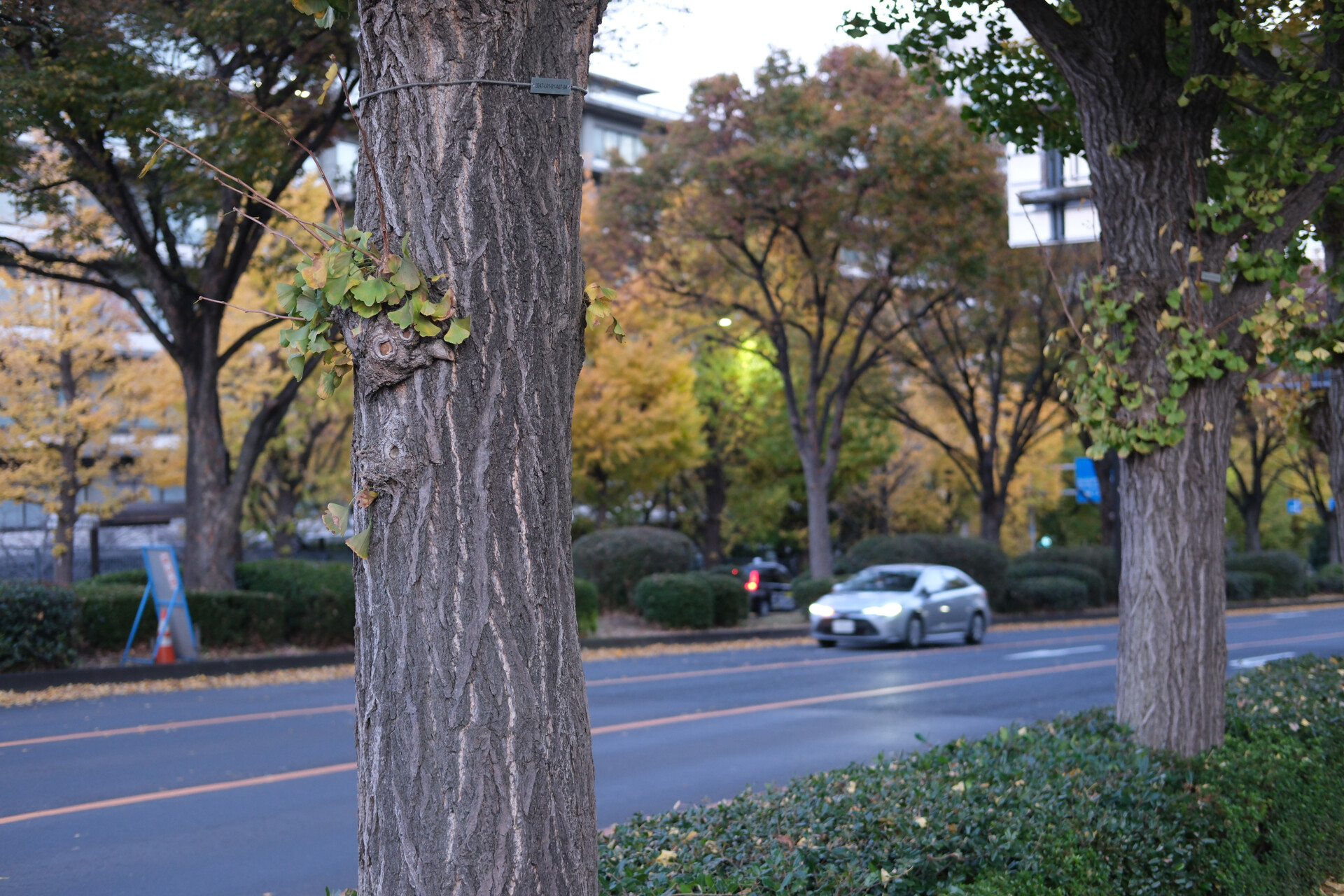 Meiji jingu gaien gingko avenue