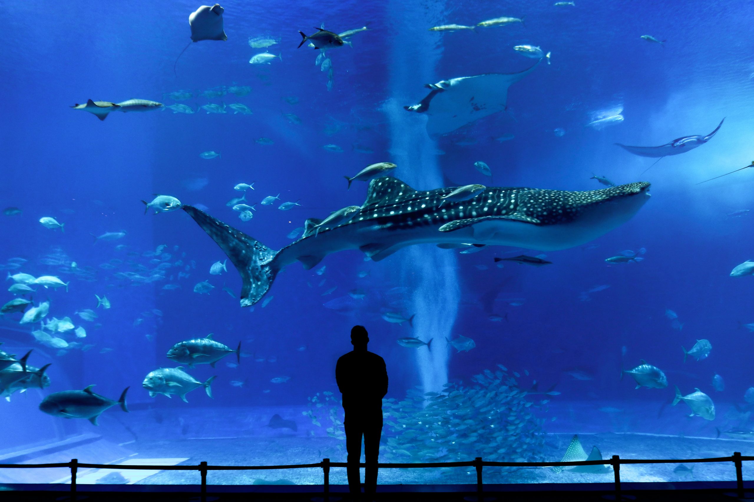 Motobu with its massive Okinawa Aquarium and its whale shark