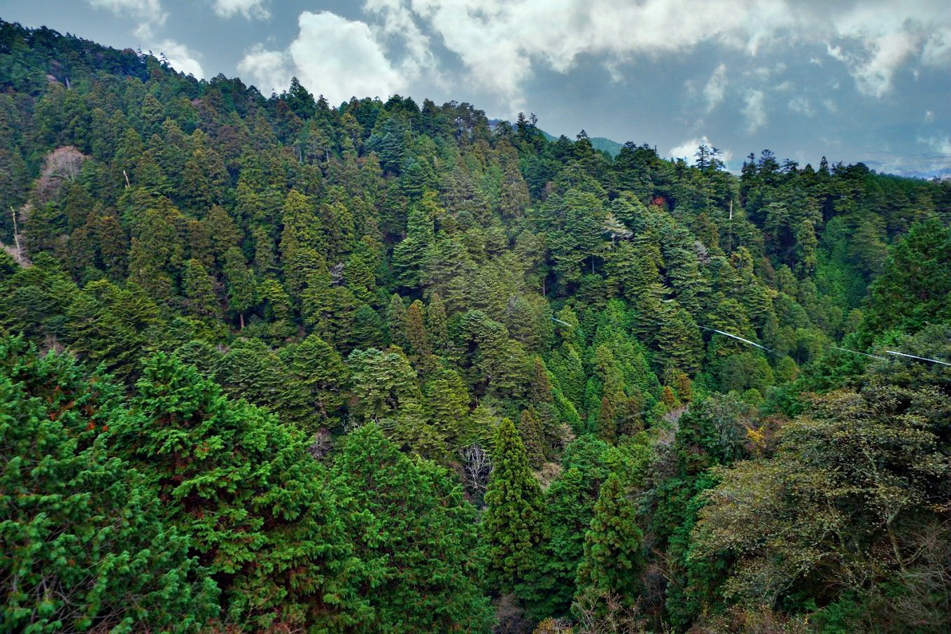 mount hiei forest