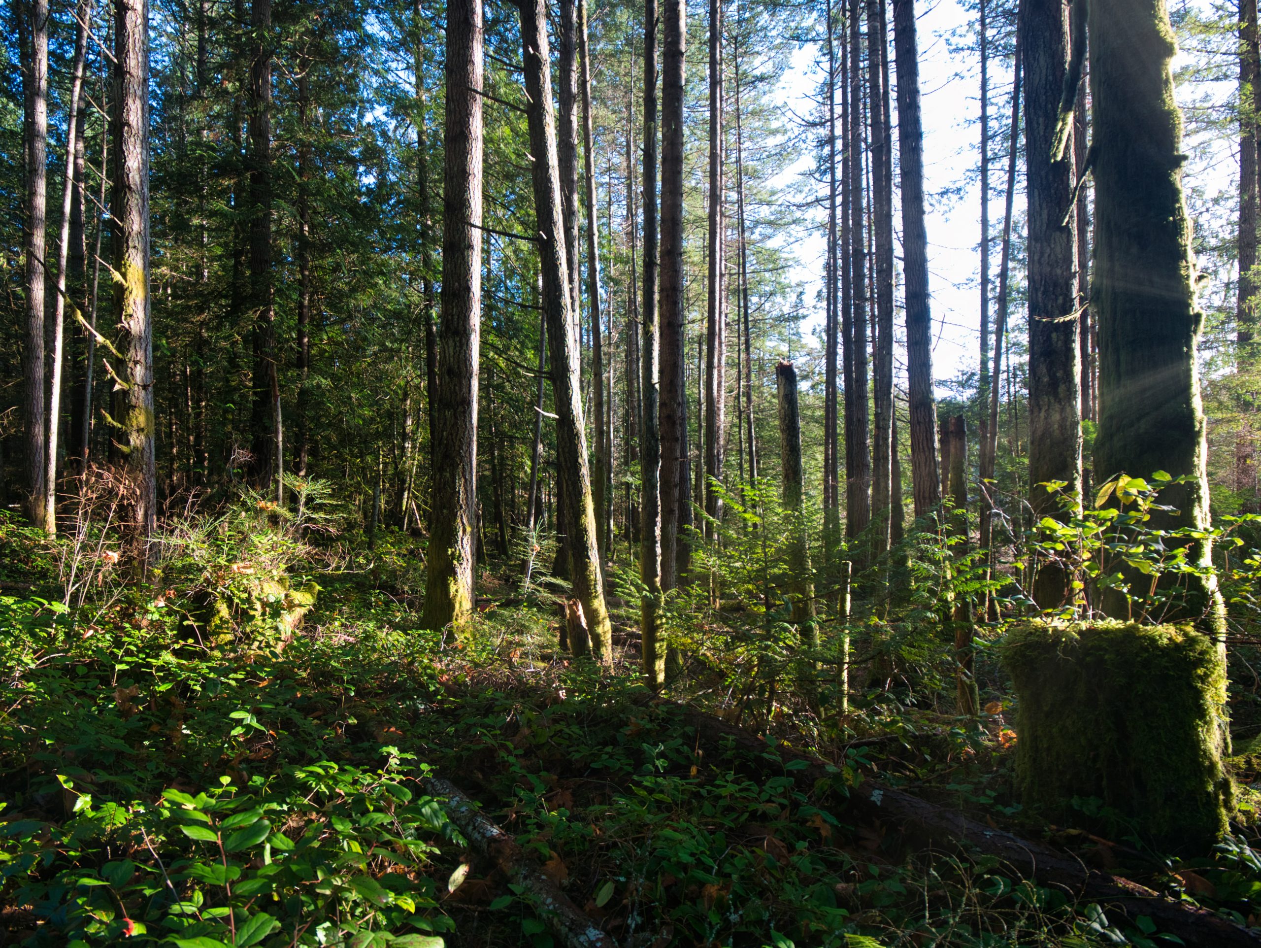 Mountain trail in Victoria BC Canada