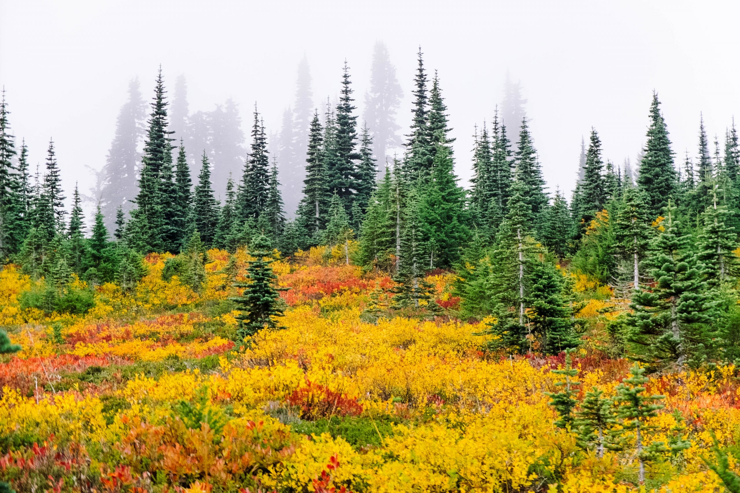 Mt. Rainier day trip from Seattle