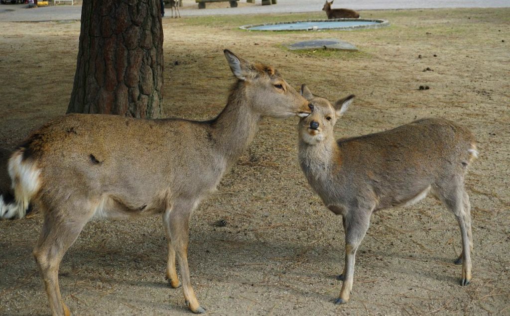 Two sika deer interacting with each other in Nara Park