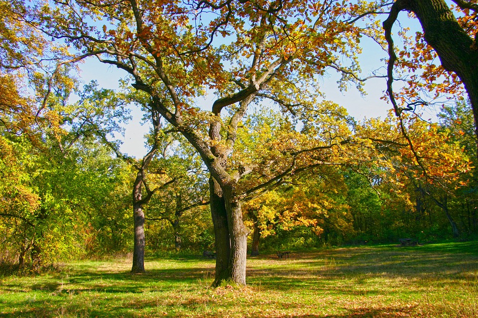 Nature Debrecen