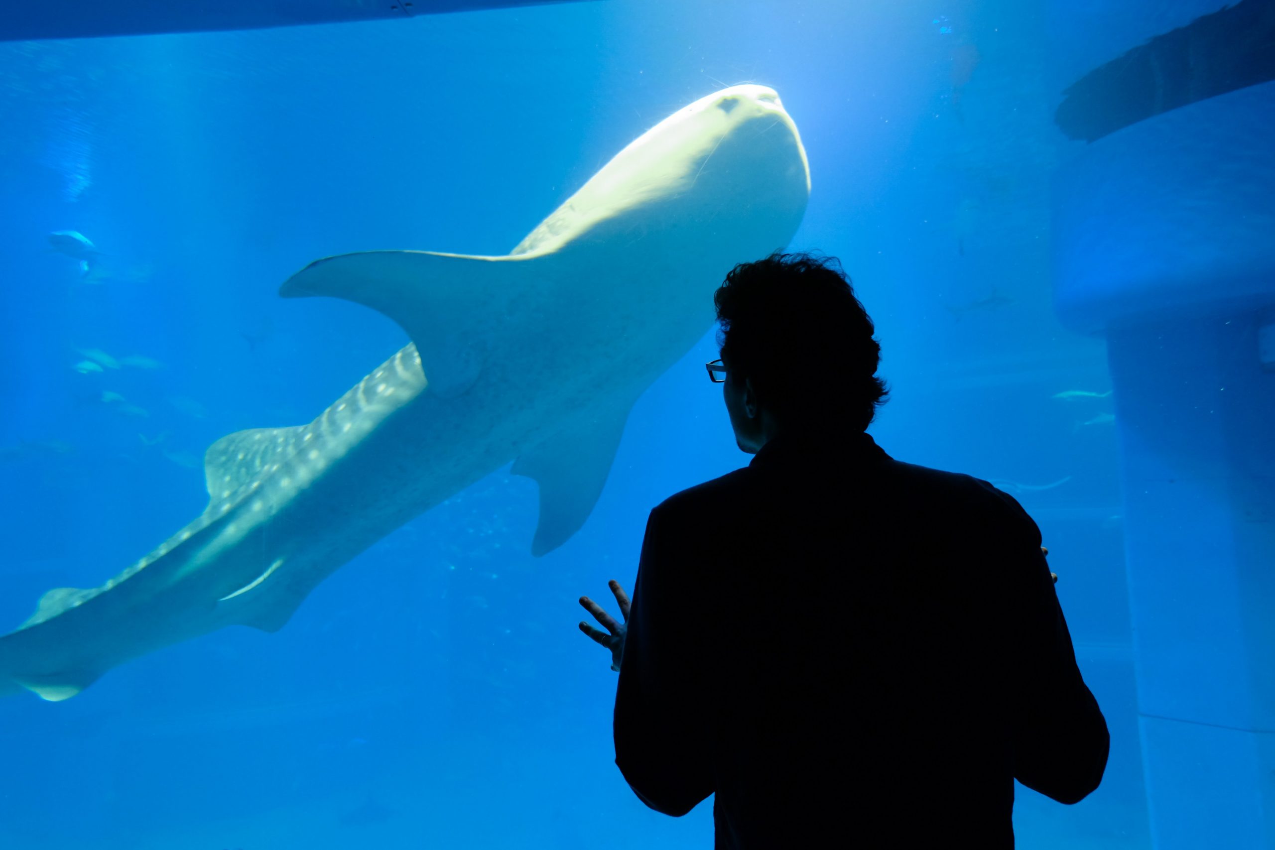 Nagoya Aquarium Whale Shark