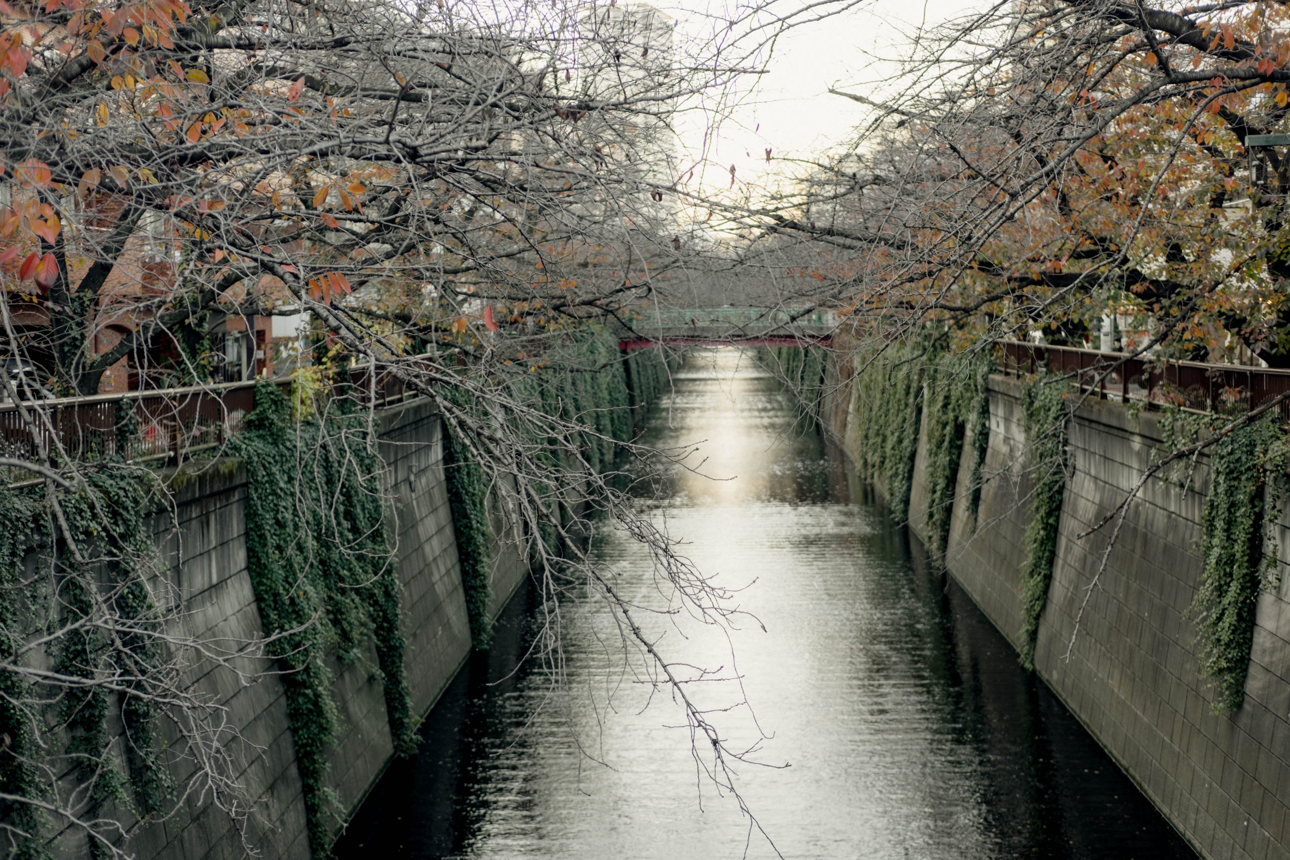 Nakameguro canal with its beautiful Meguro river in the autumn