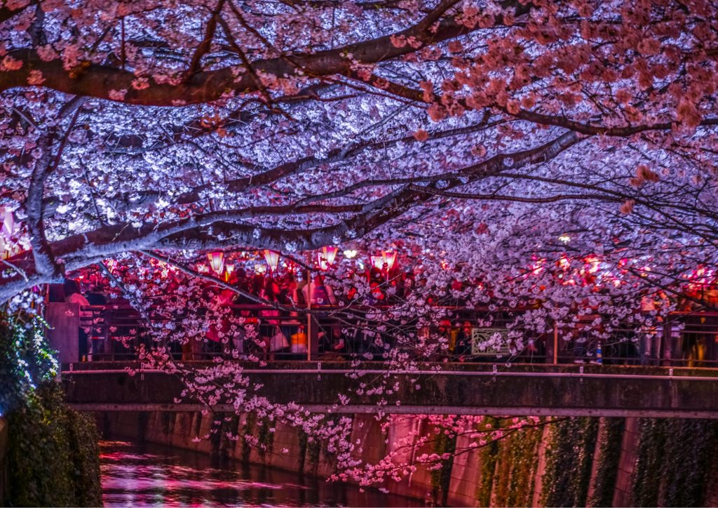 Nakameguro cherry blossoms in the evening