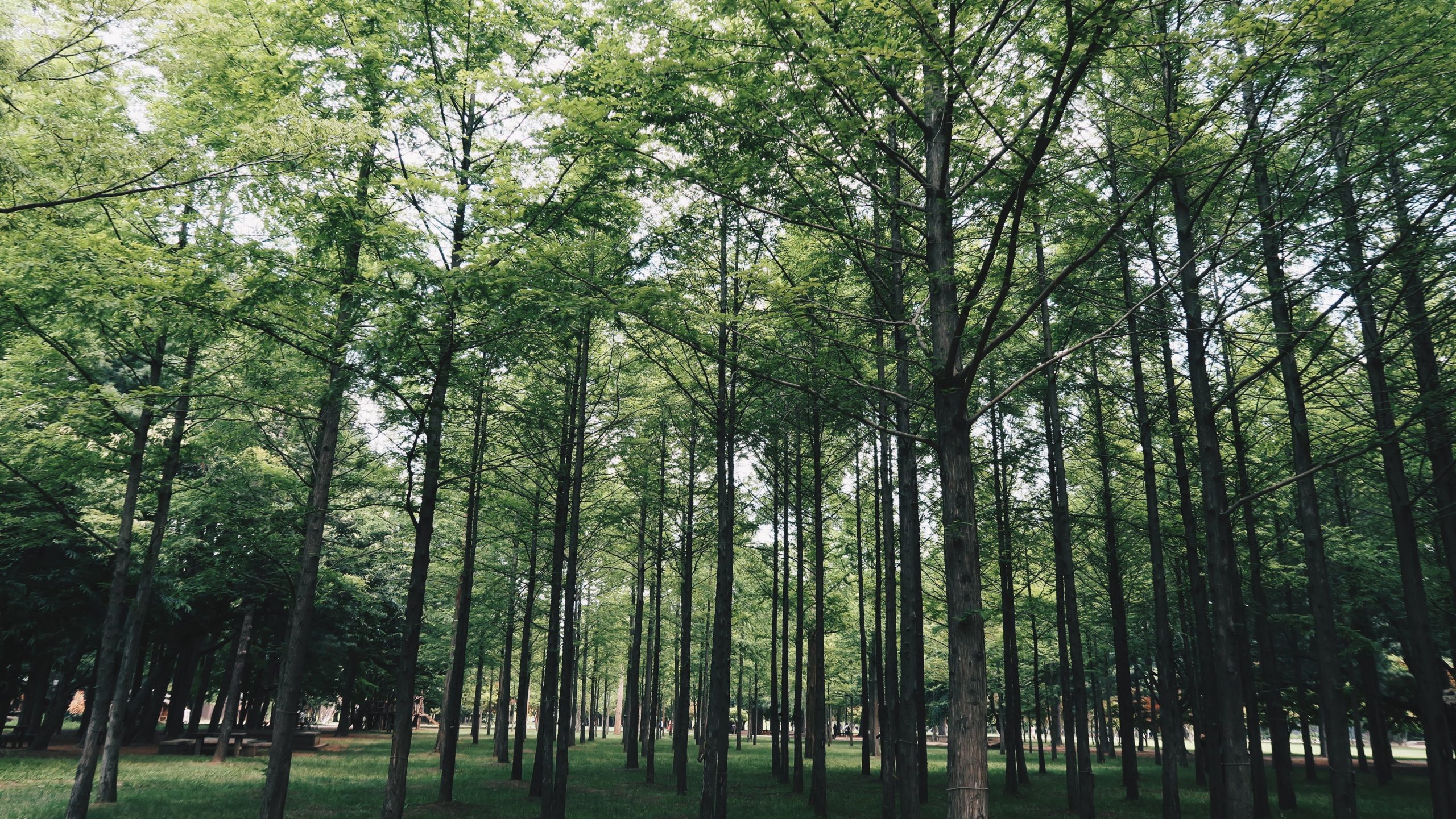 Nami island day trip from Seoul