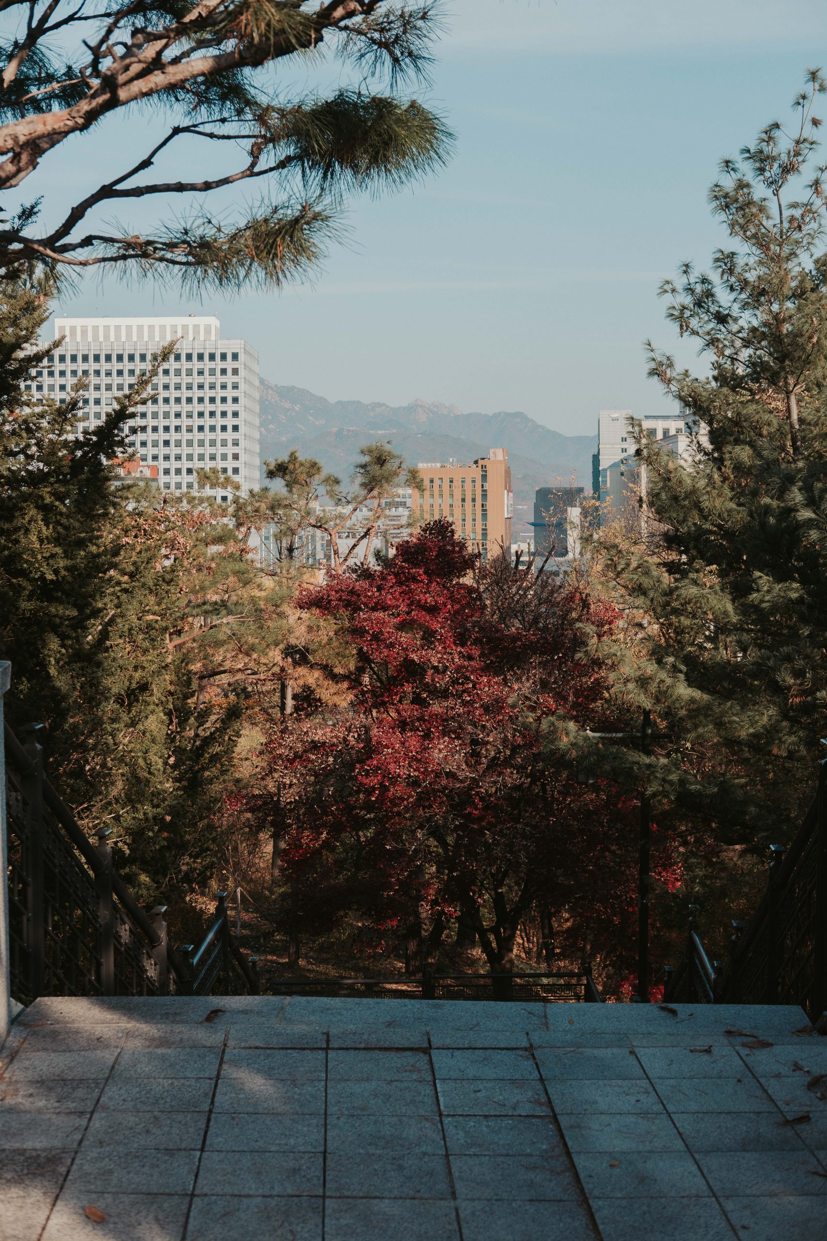 Nature in Namsan park Seoul