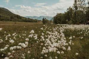Nedre Heidal white flower field in Norway