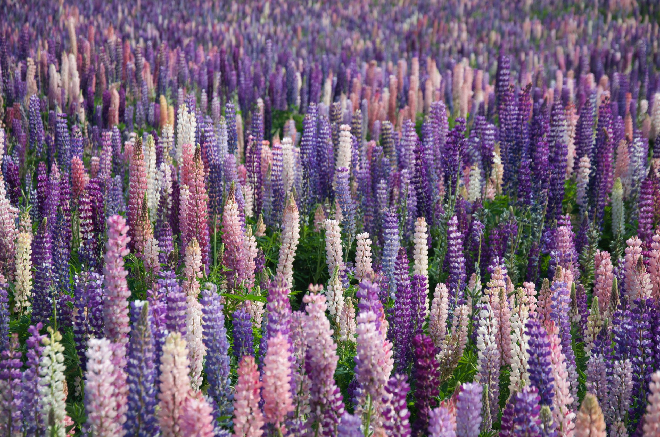 new zealand flowers