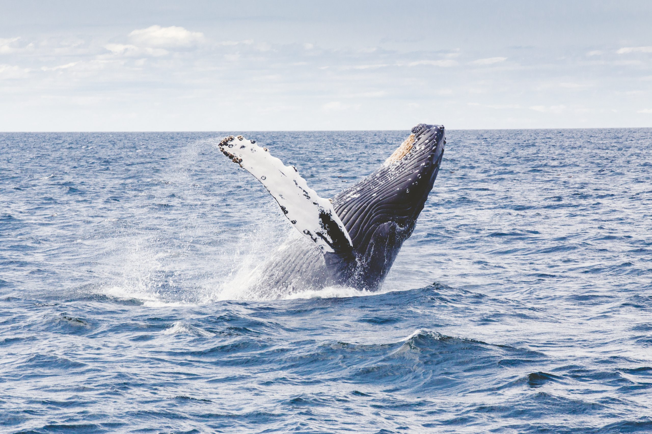 New Zealand Whale