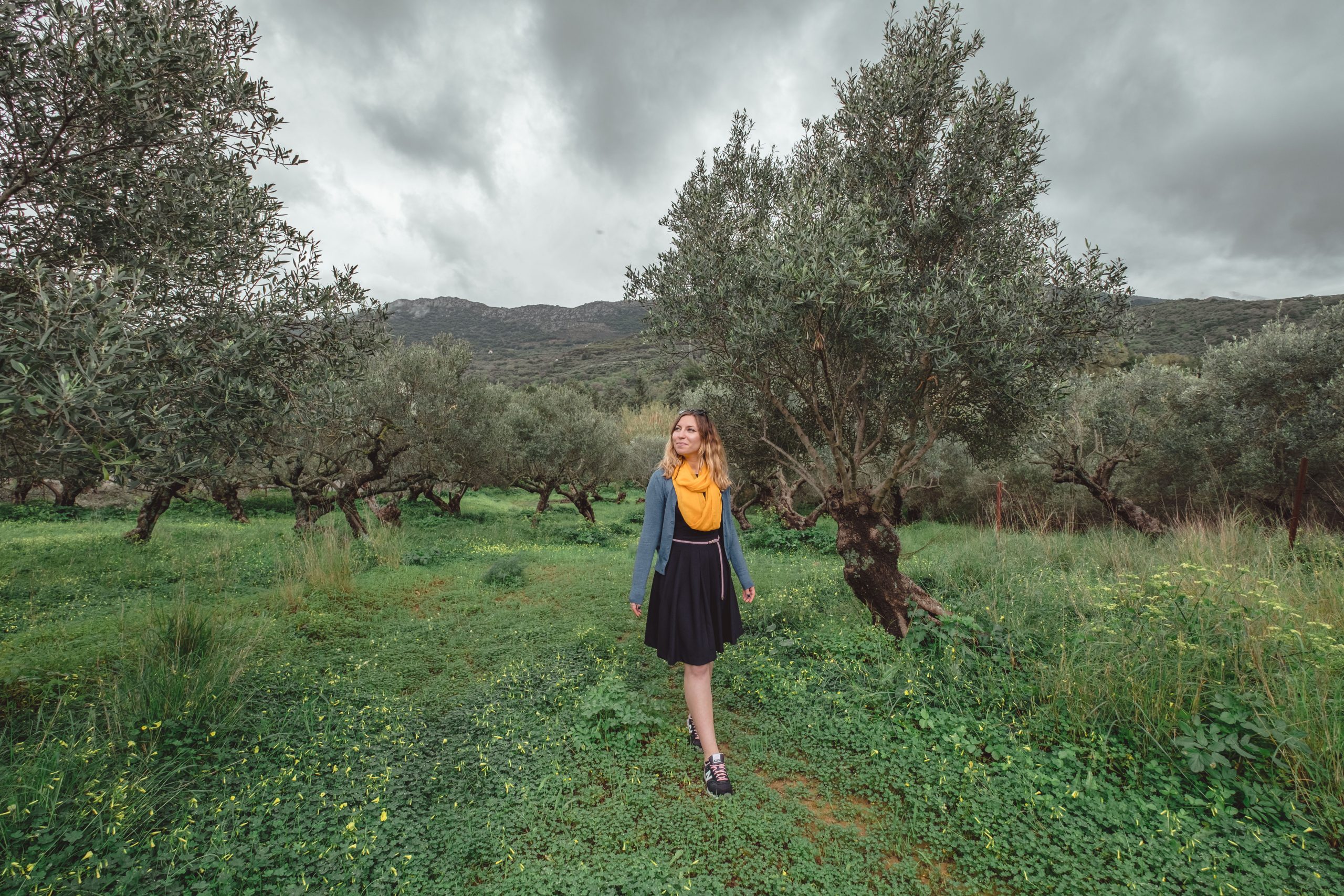 Olive Grove Crete