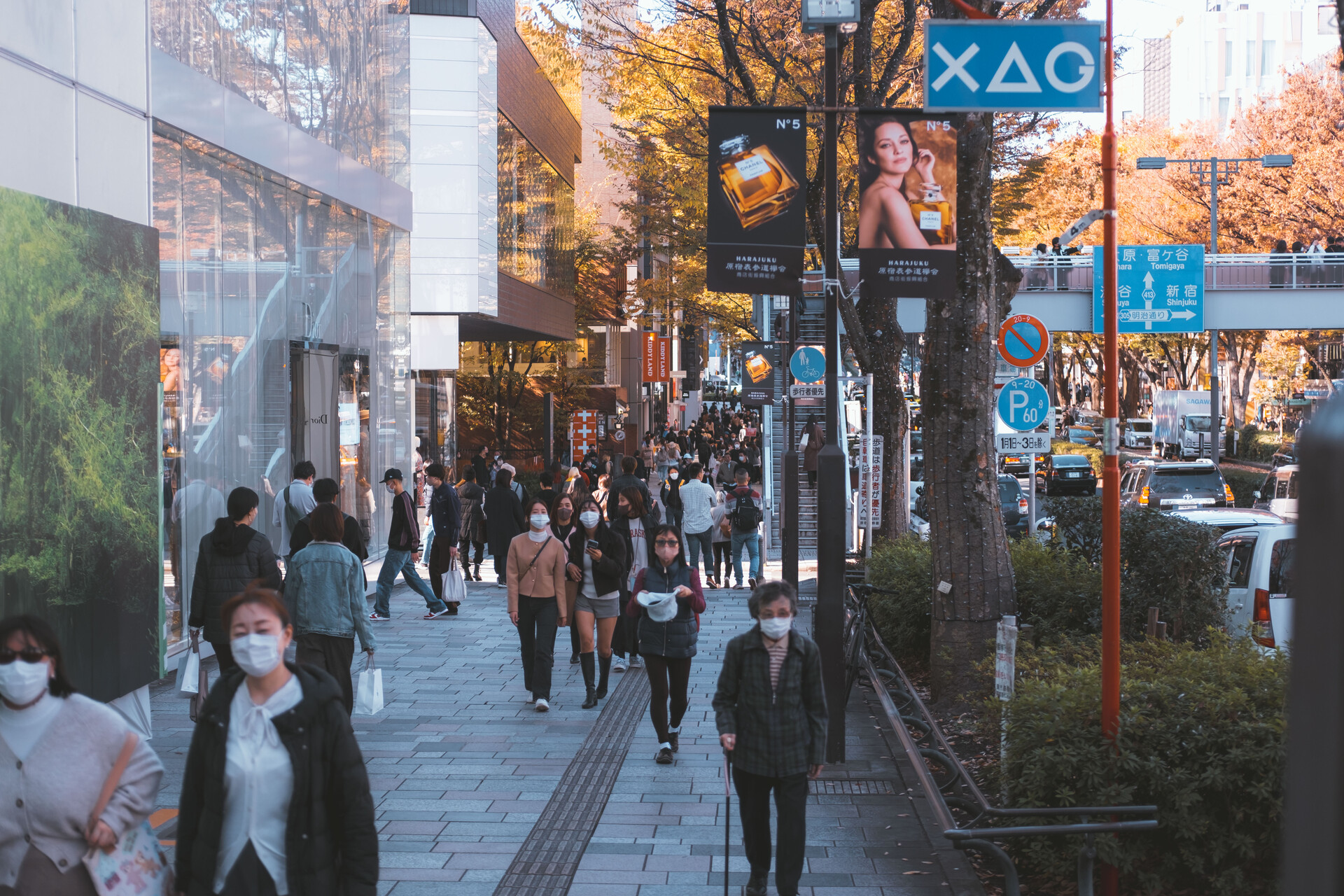 Omotesando the main Zelkova avenue in Shibuya ward Omotesando the main Zelkova avenue in Shibuya ward