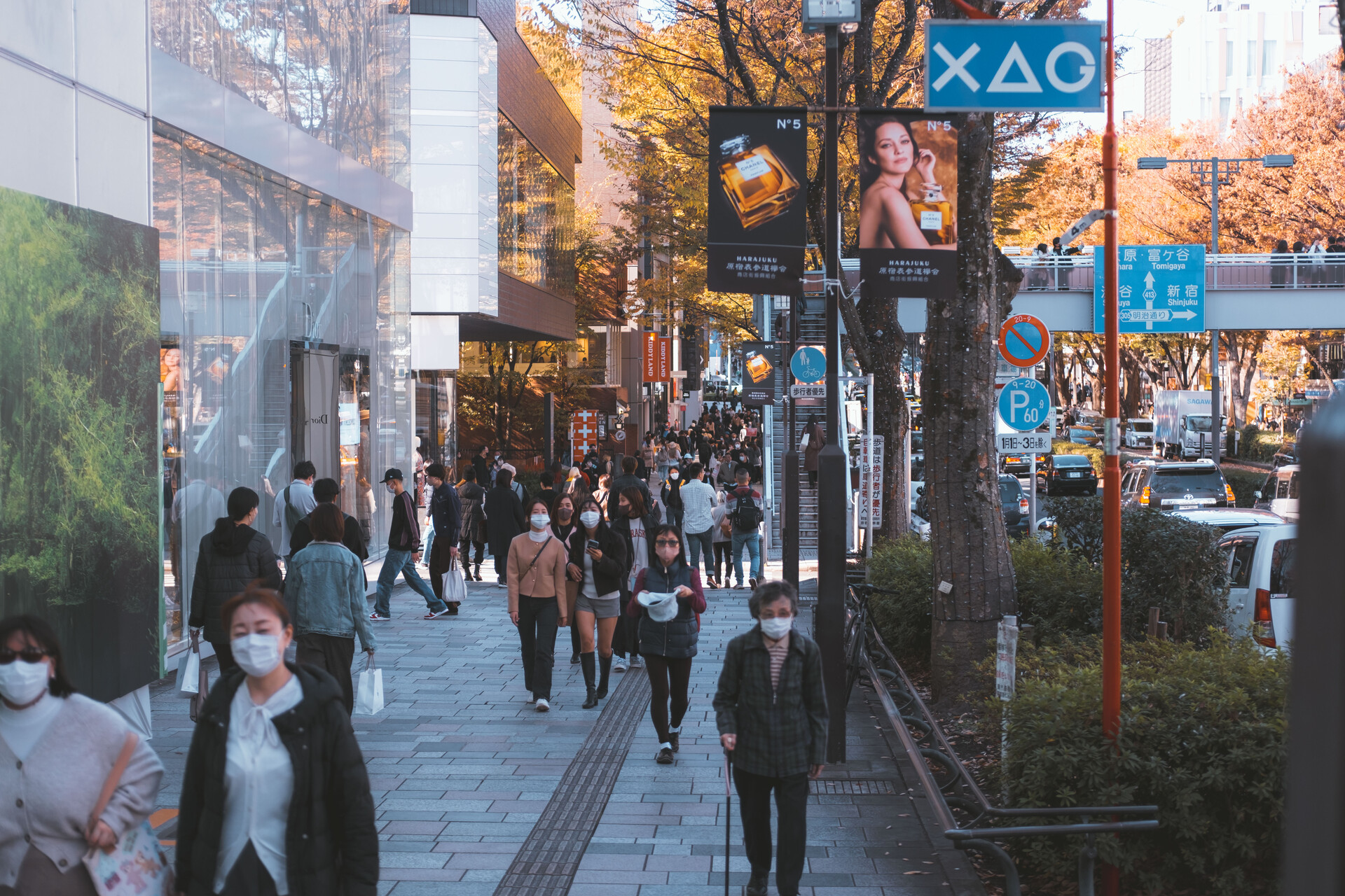 Omotesando the main Zelkova avenue in Shibuya ward