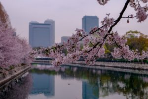 osaka cherry blossom