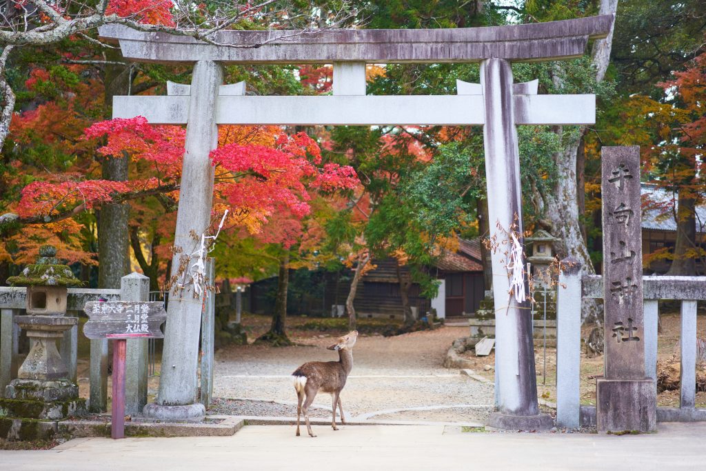 Park and deer in Nara, Japan