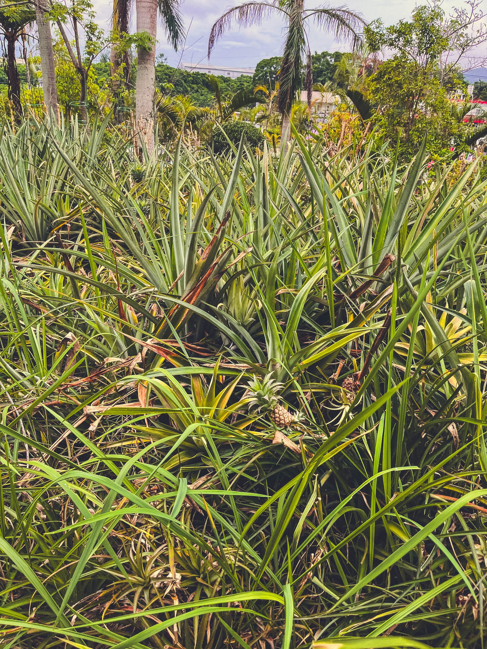 Pineapple fields at Nago pineapple park