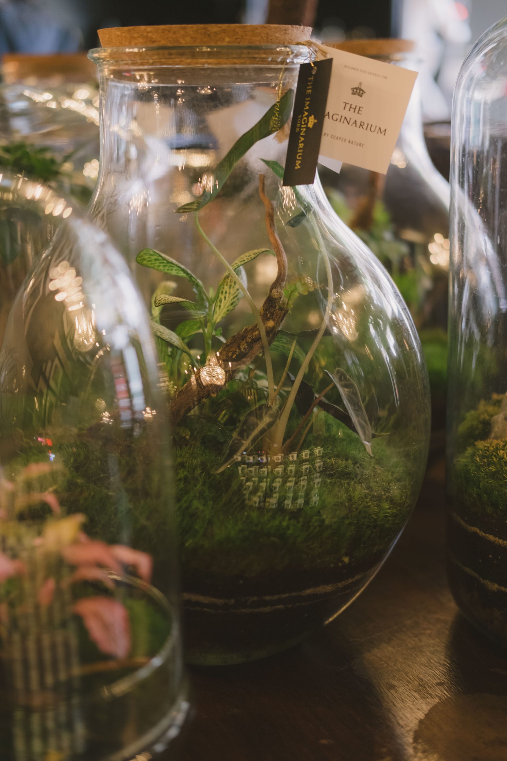 plants for home at the imaginarium