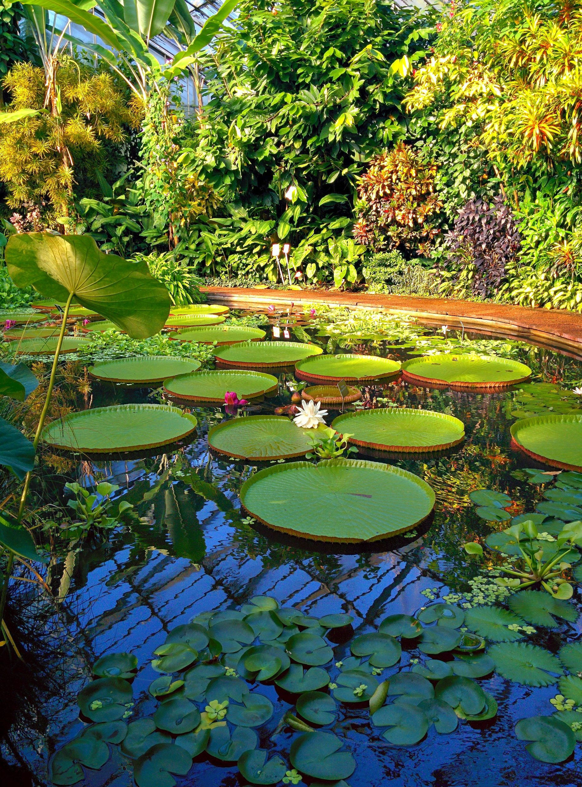 Pond Botanic Gardens Edinburgh Pond Botanic Gardens Edinburgh