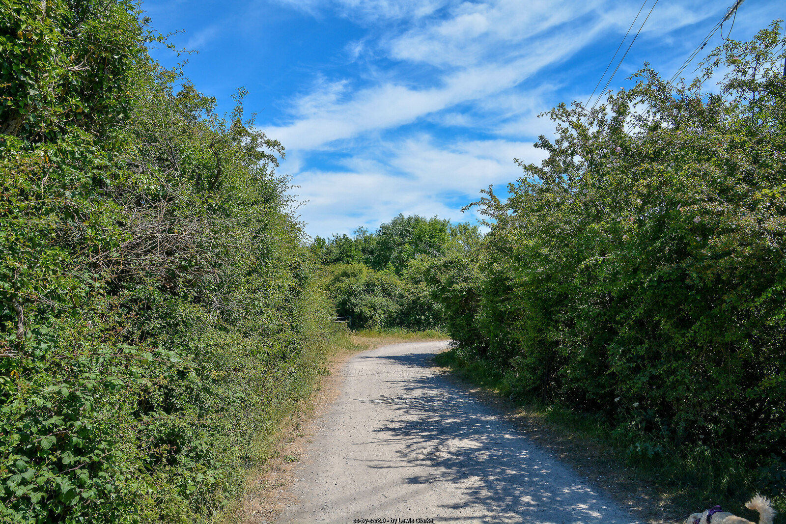 Portbury Wharf nature reserve