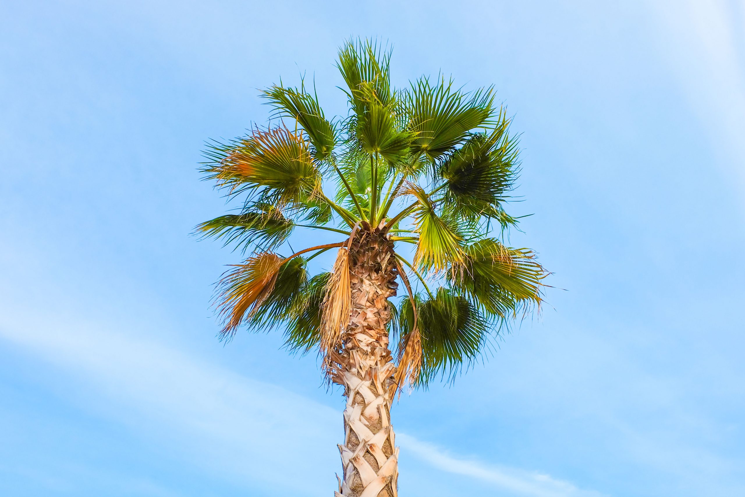 Puerto Mazarron Palm Tree