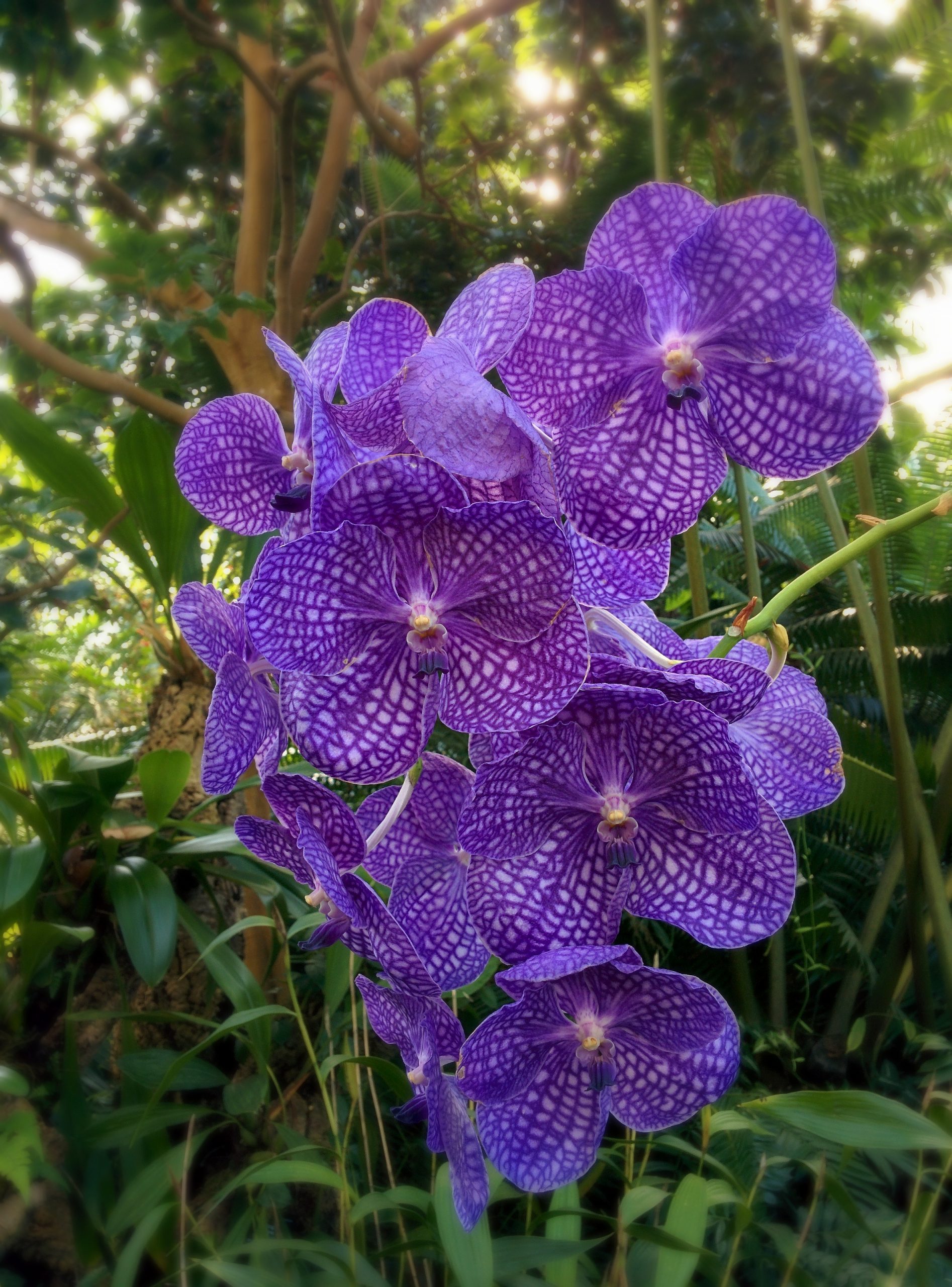 Purple Orchid Botanic Gardens Edinburgh