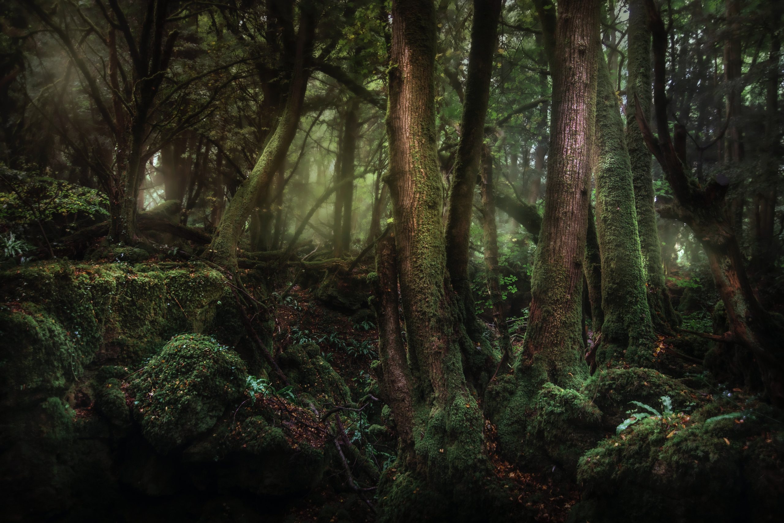 Puzzlewood Theme Forest in Gloucestershire