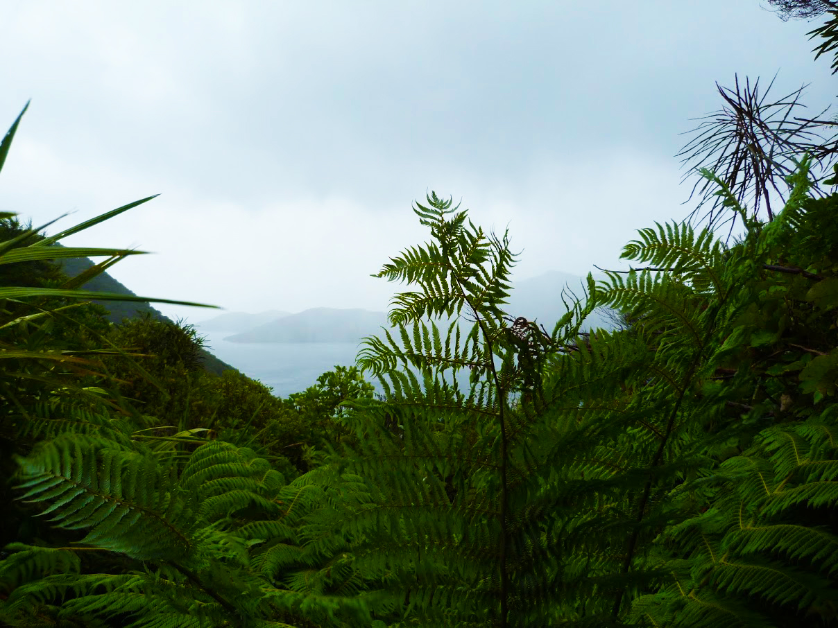 Rainy Walk Queen Charlotte New Zealand