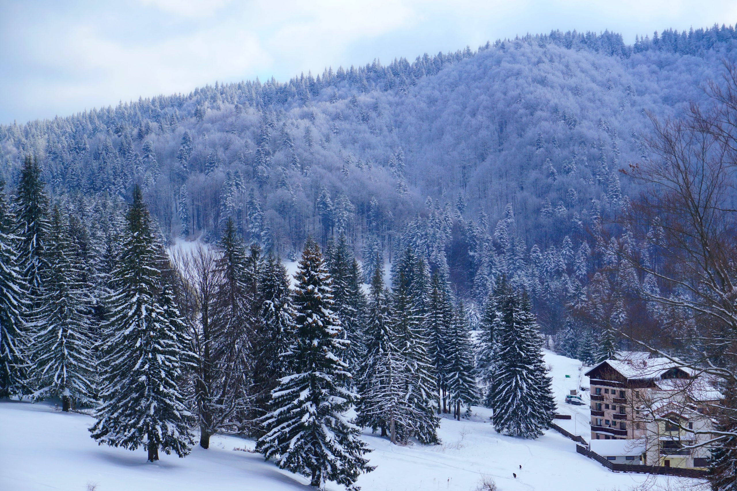 Romanian Mountains Evergreen Covered Snow near Poiana Brasov