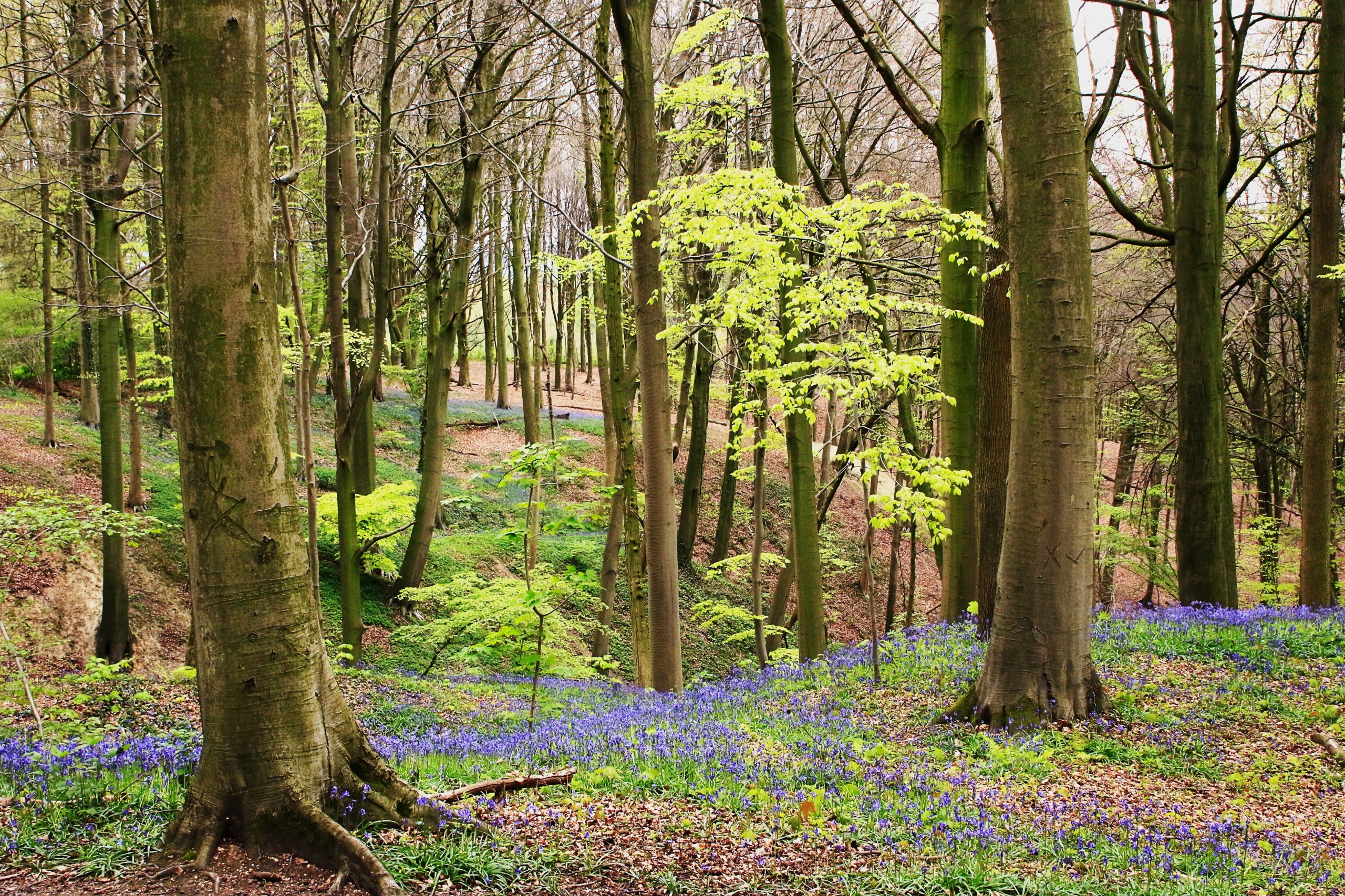 Romantic Places UK Forest of Dean
