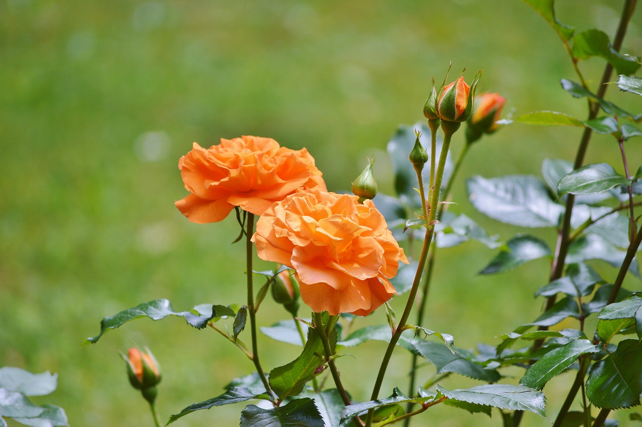 Rose Garden Monte Carlo