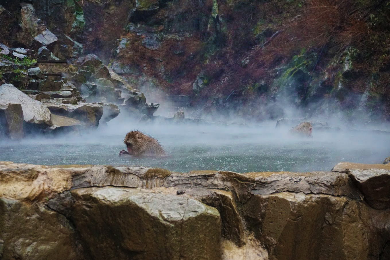 Snow Monkey Park, where there is a snow monkey in an Onsen