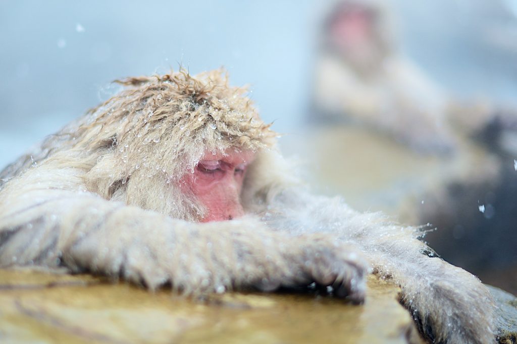 A Japanese snow monkey in Jigokudani Snow Monkey Park enjoying its time in the onsen