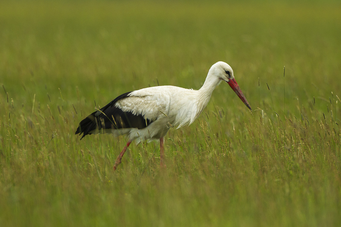 Stork Hortobagy Debrecen