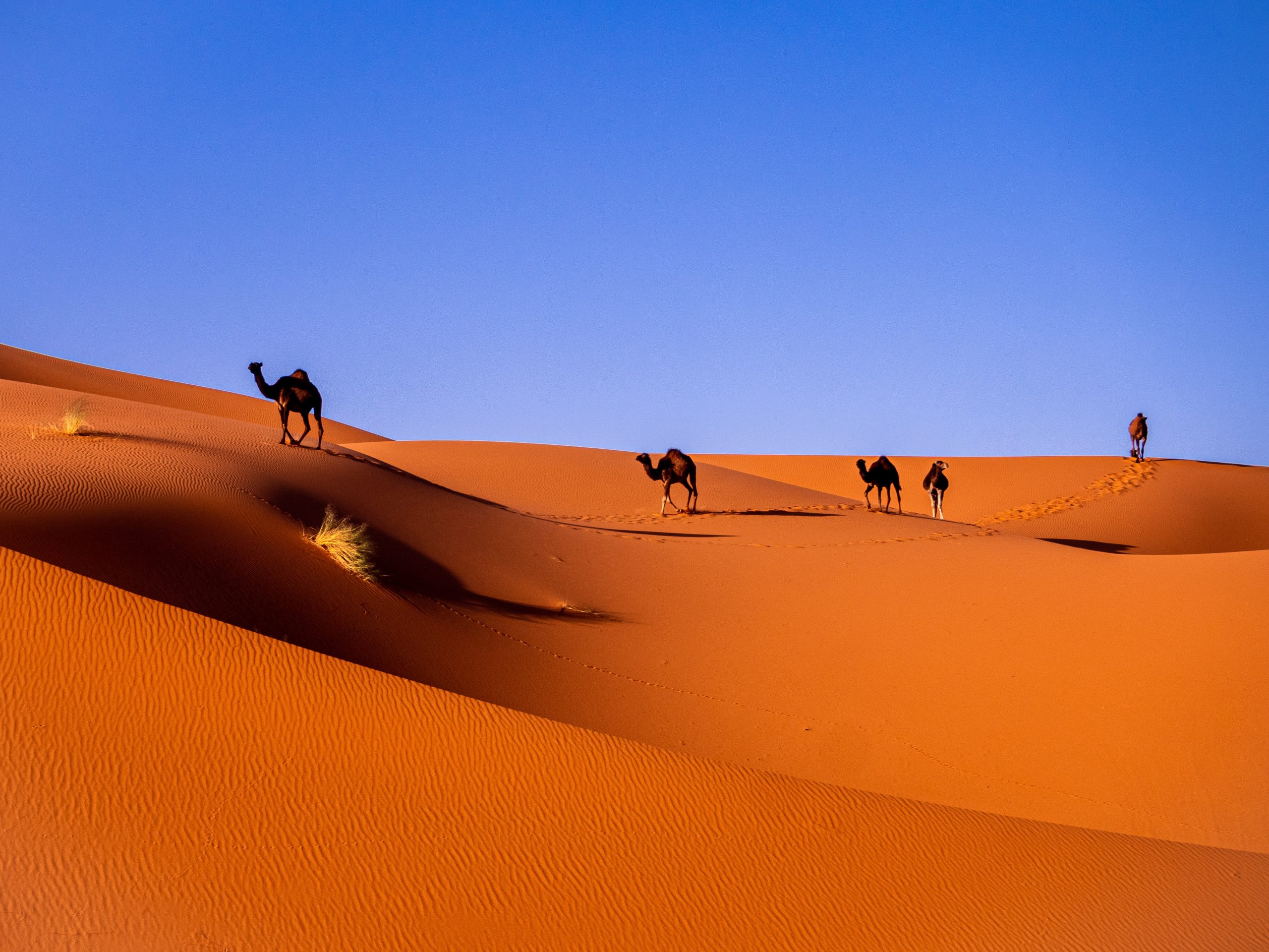 Sahara desert Morocco