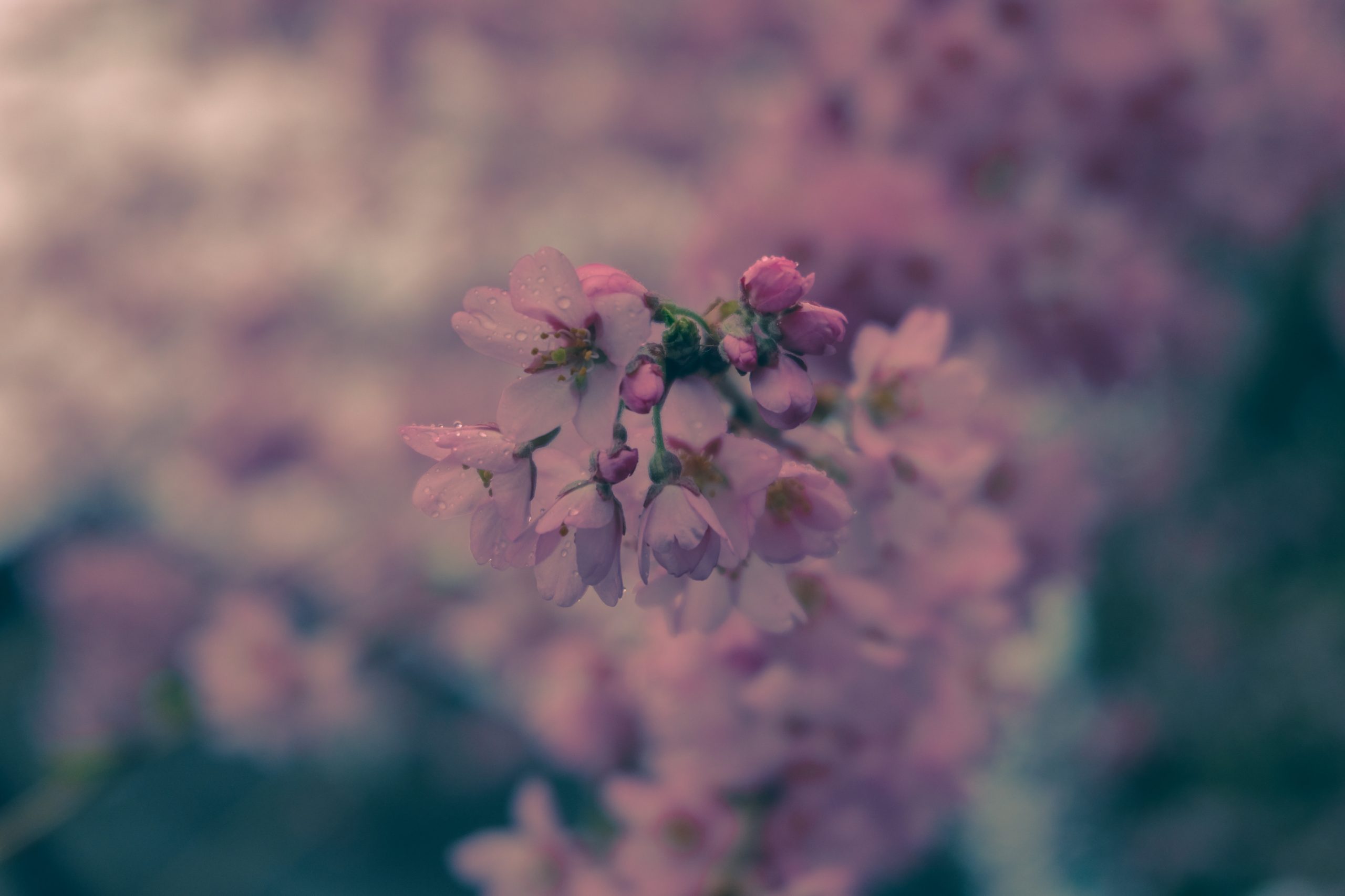 Cherry Blossom Festival