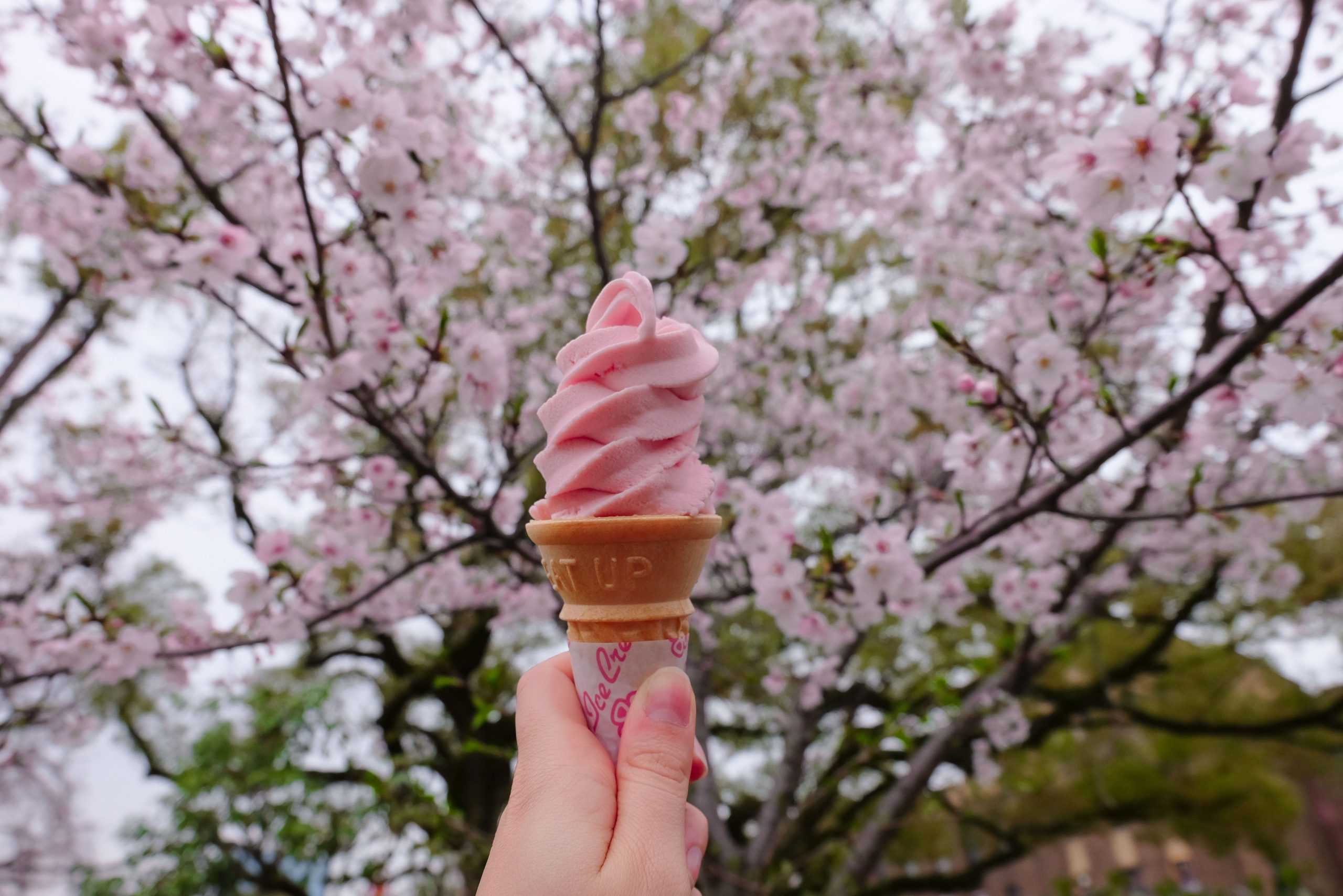 Sakura ice cream in Kyoto