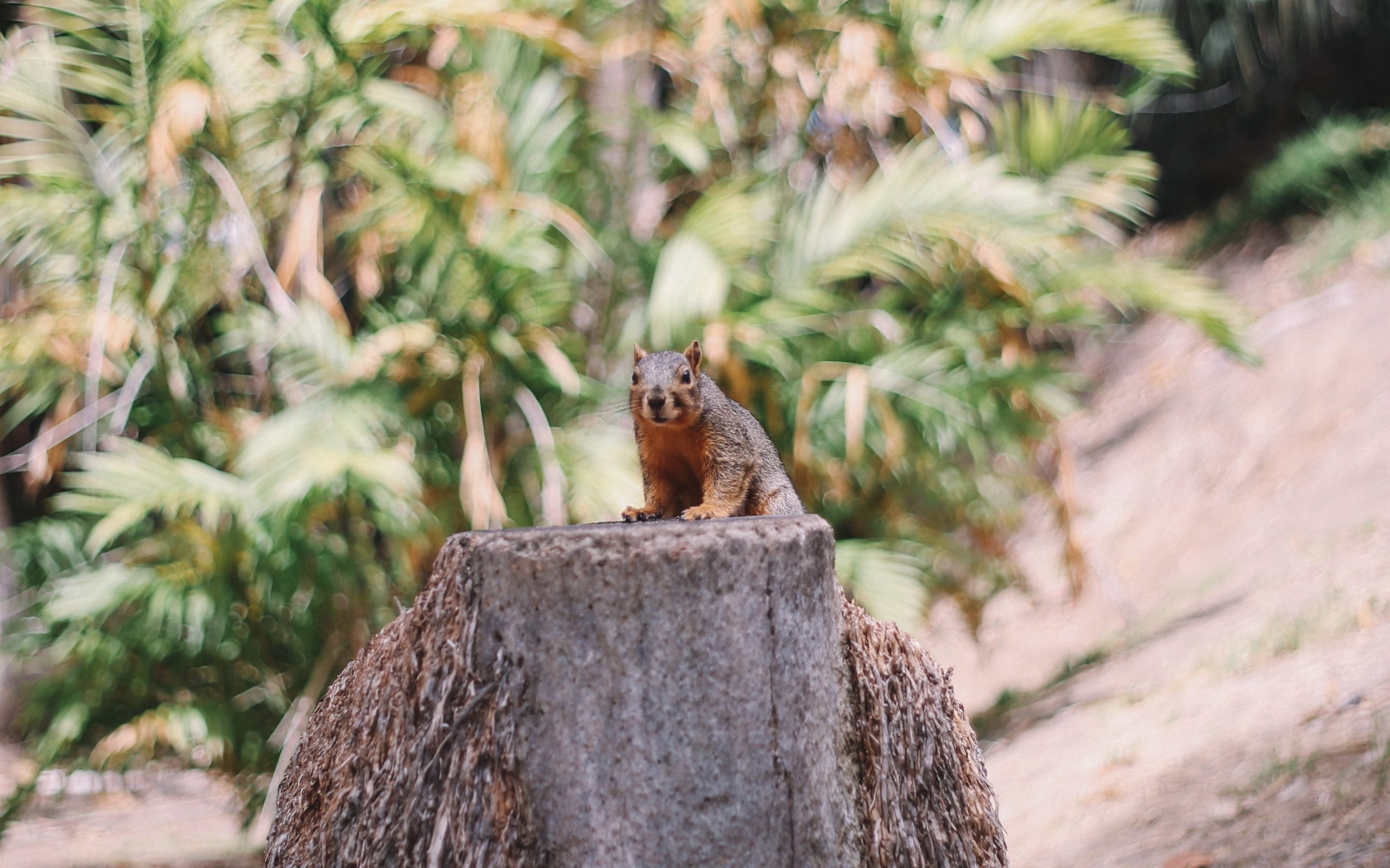 San diego zoo