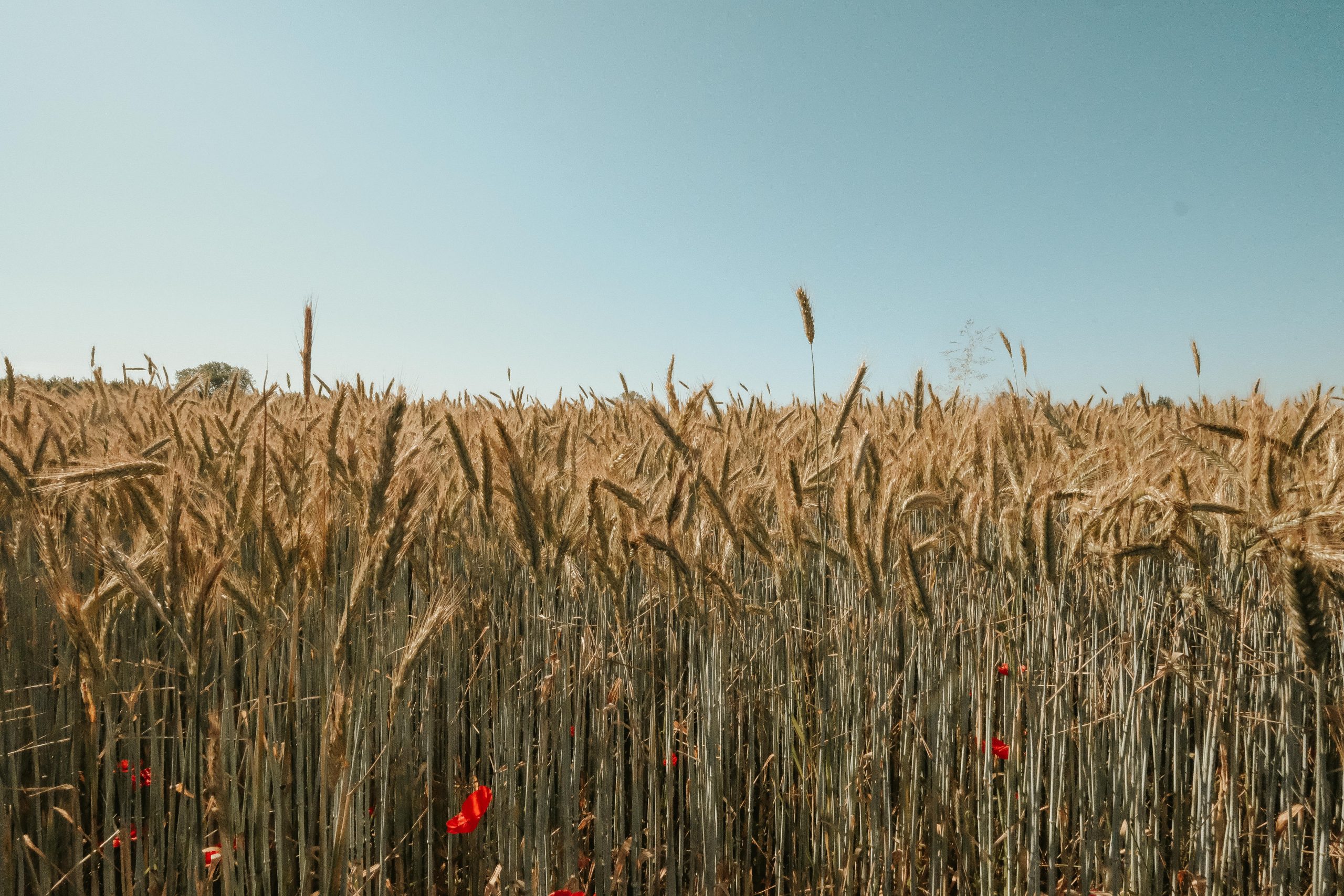 Scandinavia itinerary field in rural Denmark