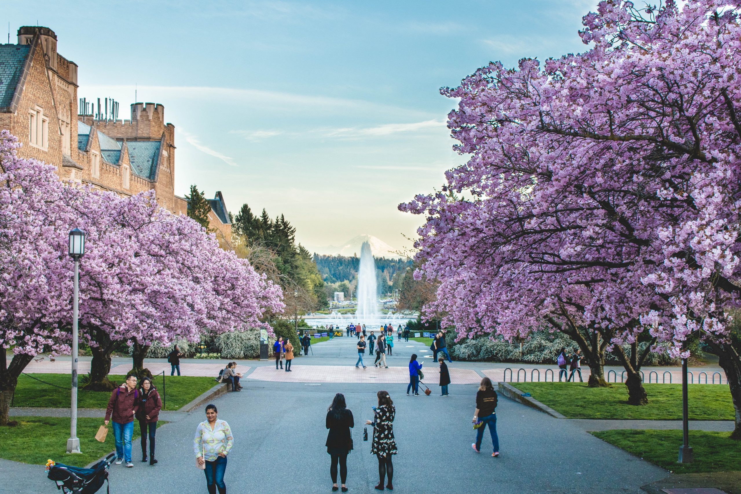 Seattle during cherry blossoms Seattle during cherry blossoms