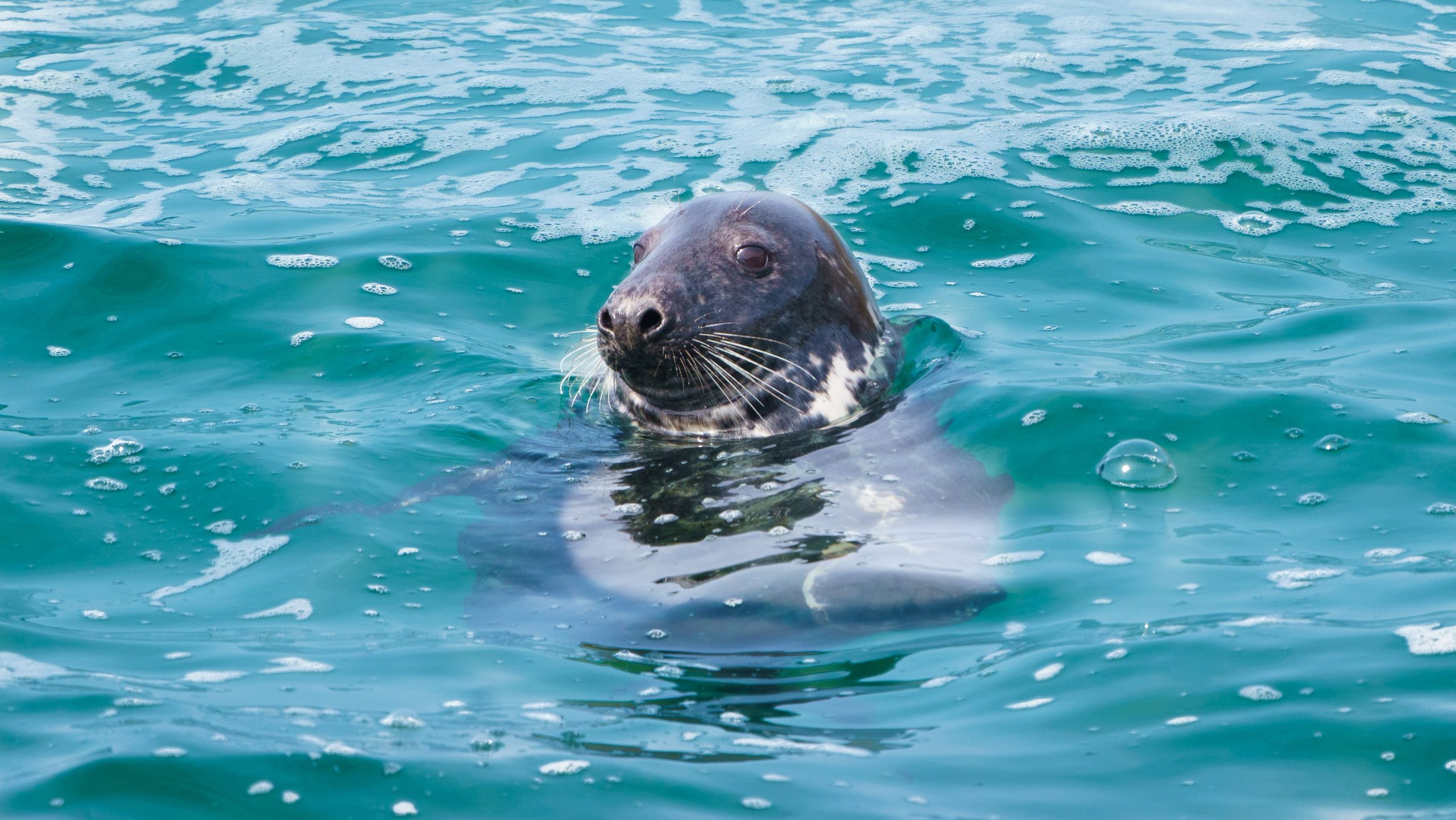 A seal in the ocean as seen from a boat trip in St Ives