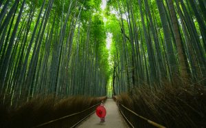 Woman with japanese umbrella exploring the bamboo forest in arashiyama, kyoto, japan