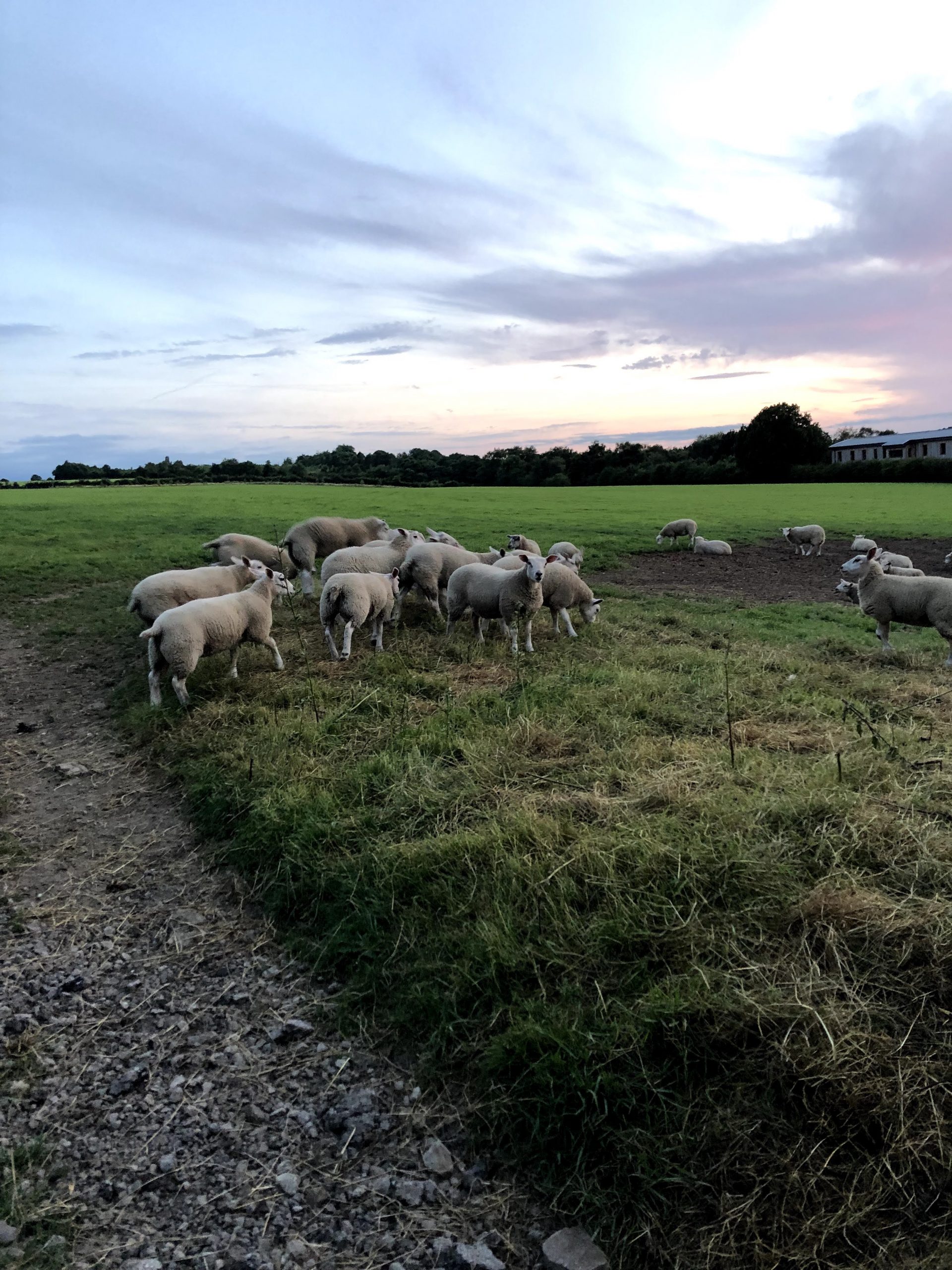 Sheep in the fields, close to Pateley Bridge